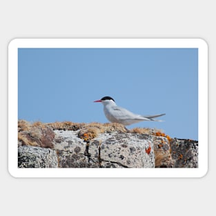Antarctic Tern In The Rookery Sticker